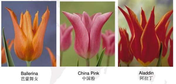 Early flowering tulip