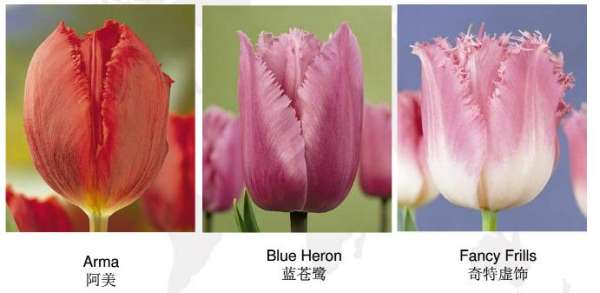 Early flowering tulip