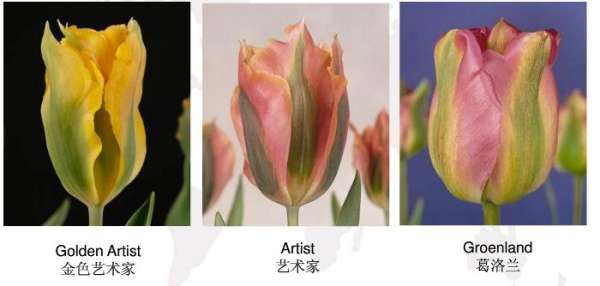 Early flowering tulip