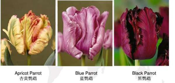 Early flowering tulip