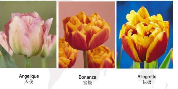 Early flowering tulip