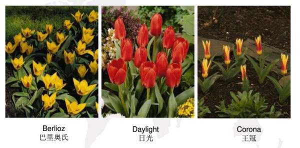 Early flowering tulip