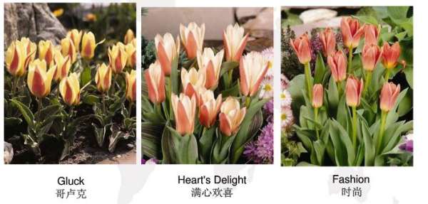 Early flowering tulip