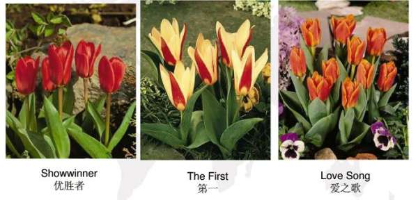 Early flowering tulip
