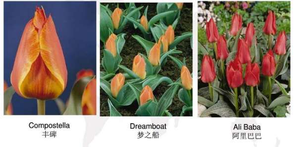 Early flowering tulip