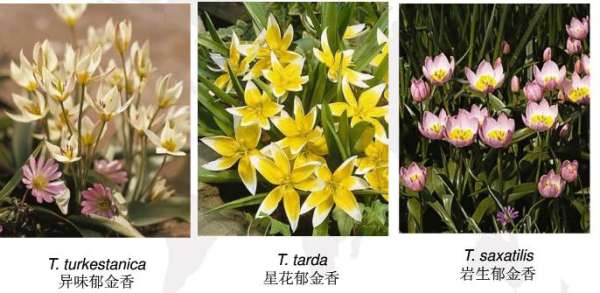 early flowering tulip
