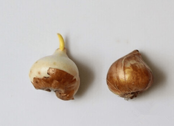 Tulip Sowing Time
