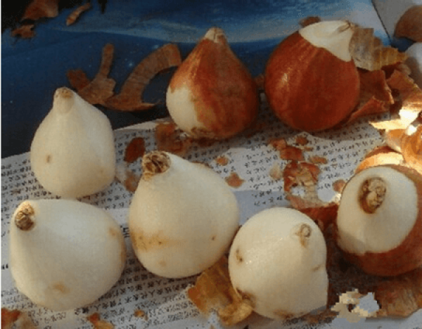 Tulip Sowing Time