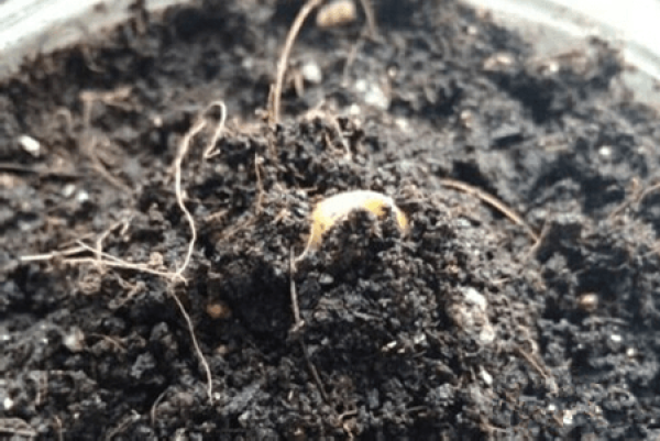 Tulip Sowing Time