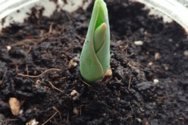 Tulip Sowing Time