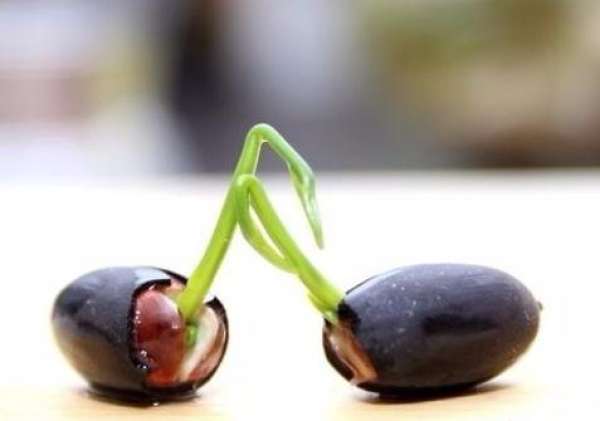 germination of the seeds of Chinese lotus