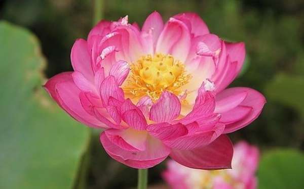 Bowl lotus variety