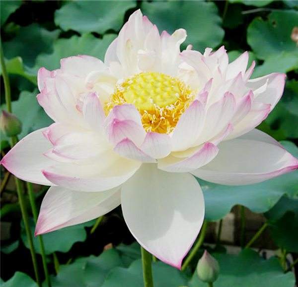 Bowl lotus variety