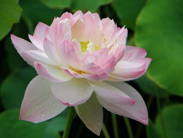 Bowl lotus variety
