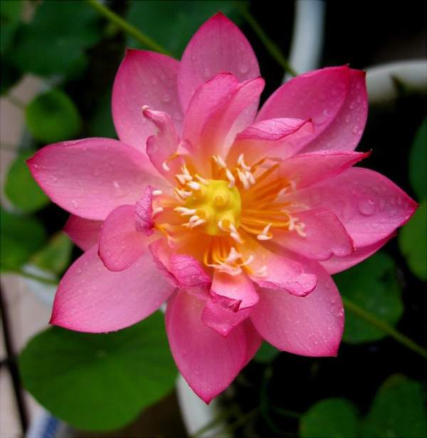 Bowl lotus variety