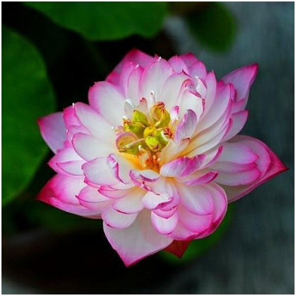 Bowl lotus variety