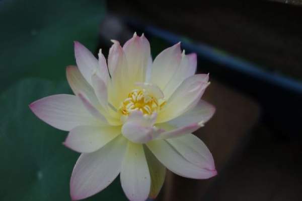 Bowl lotus variety