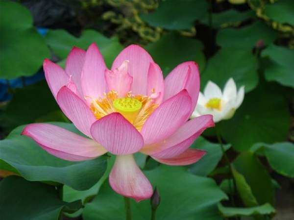Bowl lotus variety