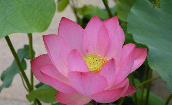 Bowl lotus variety