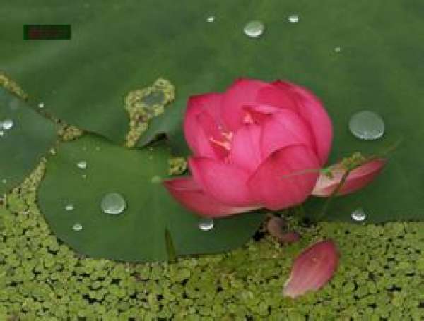 Bowl lotus variety