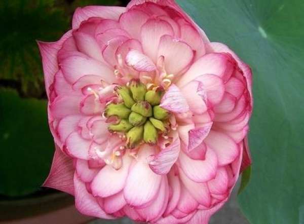 Bowl lotus variety