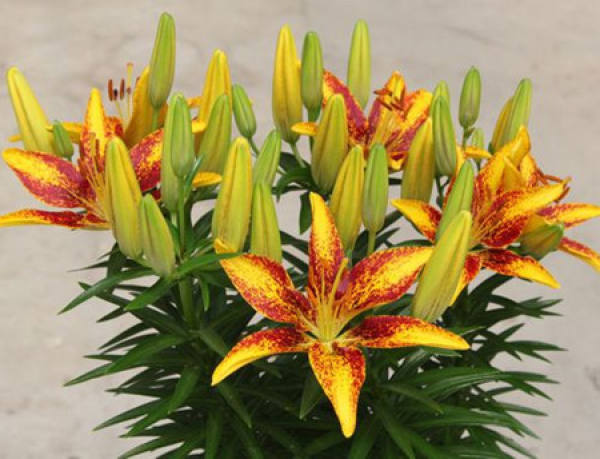 How long will a Lily bloom when planted?