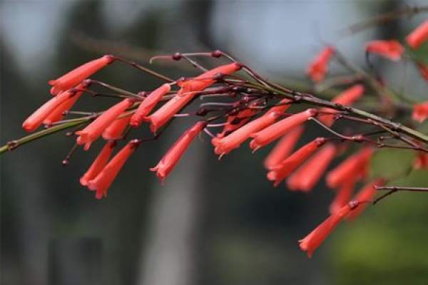 explosion bamboo