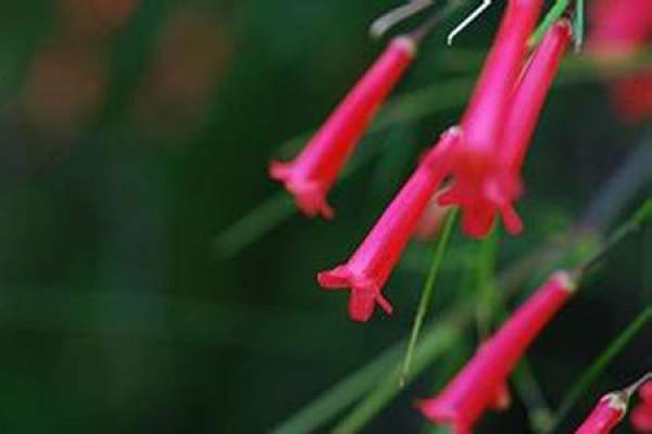 explosion bamboo