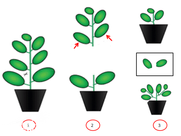 Schematic diagram of fleshy beheading