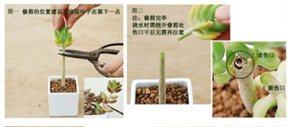 Schematic diagram of fleshy beheading