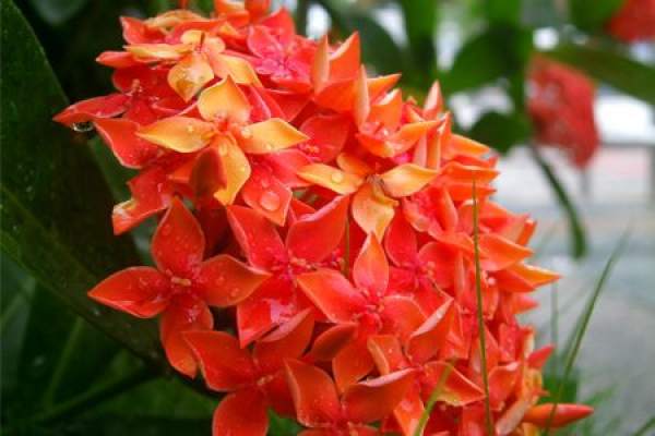 Pruning method of xiandan flower