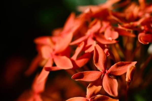 Pruning method of xiandan flower