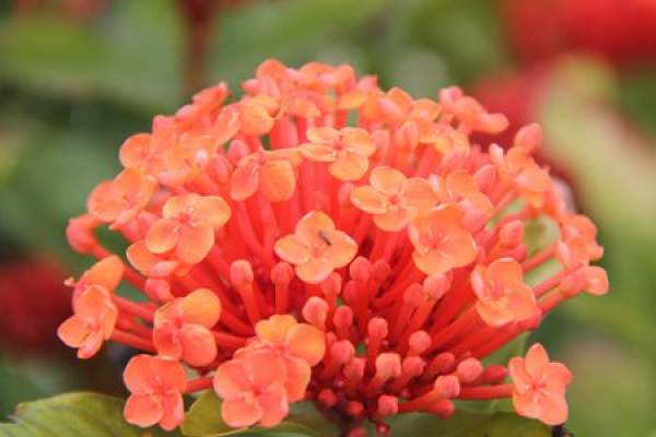 Pruning method of xiandan flower