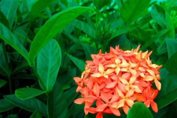 Fertilizing method of Chinese ixora