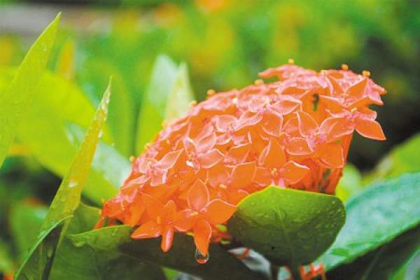 Fertilizing method of Chinese ixora