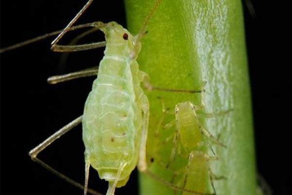 Aphid