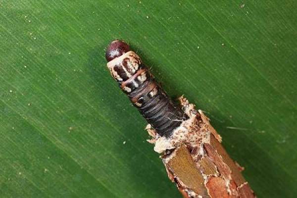 aphid