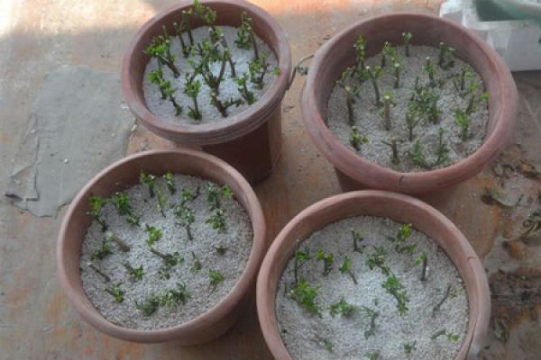 Cutting method of winter jasmine