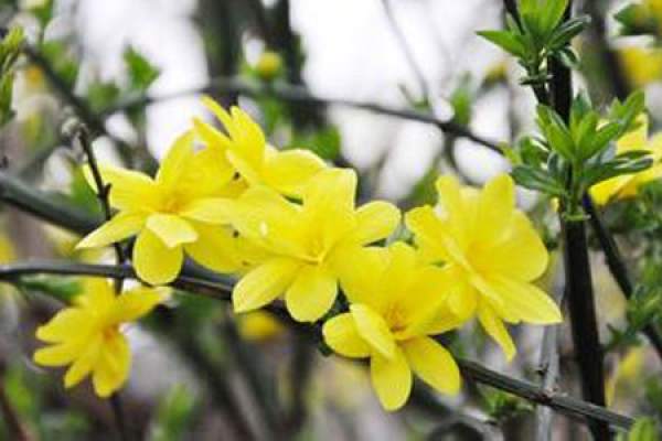 Cutting method of winter jasmine