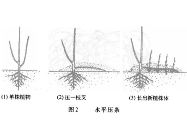 cutting method of Jasminum