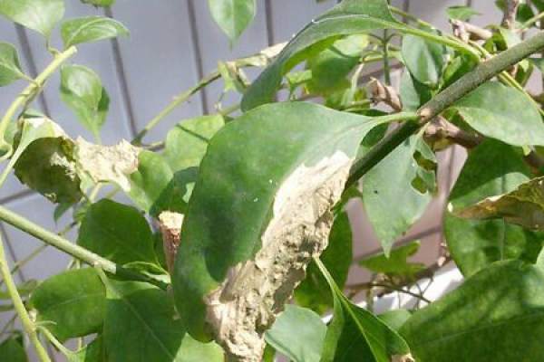 Botrytis cinerea Botrytis cinerea