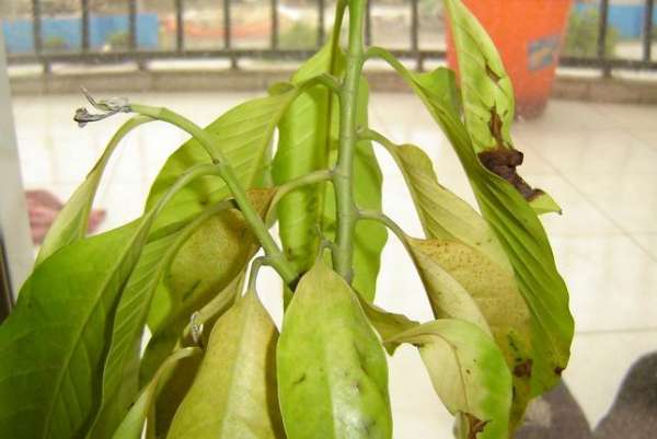 White orchid leaves turn yellow.