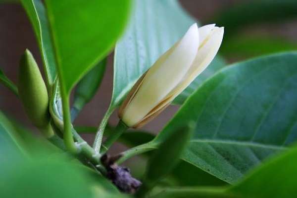 white orchid leaves yellow