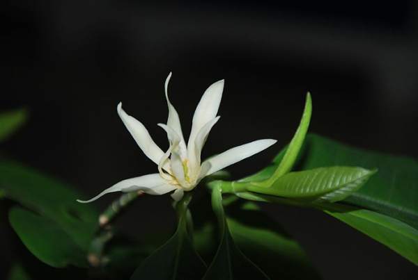 watering method of white orchid