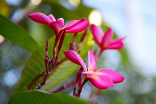 Red jasmine