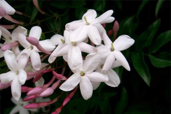 Red jasmine