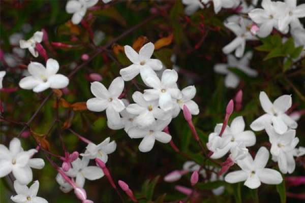 red Jasmine