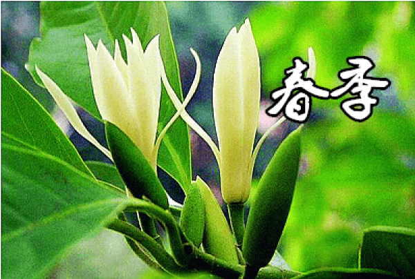 Spring conservation of white orchid