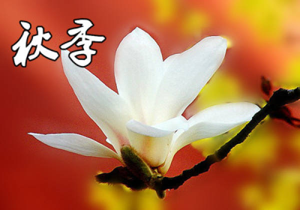Spring conservation of white orchid
