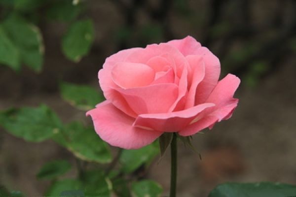 Chinese rose